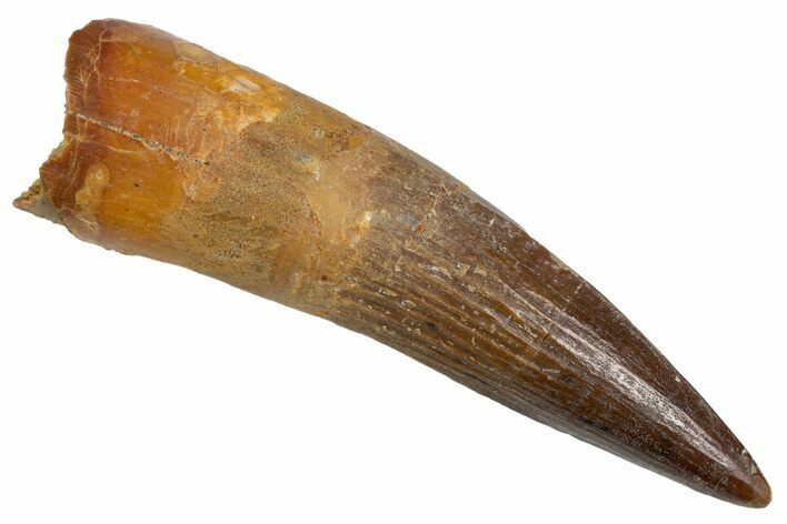 Fossil Spinosaurus Tooth - Real Dinosaur Tooth #305705